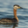 Red-necked Grebe, Eilat north beach, May 2015
