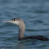 Red-throated Diver, Acre, November 2009