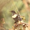 Ring Ouzel, Nafha vineyard, November 2015