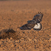 Rough-legged Buzzard, Urim, November 2012