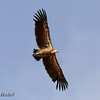 Ruppells Vulture, Lachish, May 2014