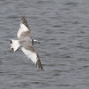 Sabine's Gull, Maagan Michael, May 2009