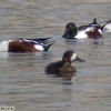 Scaup, Kfar Ruppin, December 2003