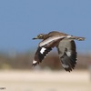 Senegal Thick-knee, Maagan Michael, July 2015