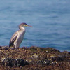 Shag, Maagan Michael, July 2005