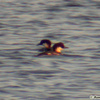 Smew, Revaya reservoir, December 2004