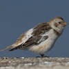 Snow Bunting, Acre shore, January 2014