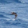 Swinhoes Storm Petrel, Gulf of Aqaba, September 2017