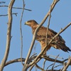 Tawny Eagle, Zeelim, July 2017