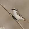 Turkestan Shrike, Eliphaz sewage, April 2008