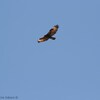 Verreauxs Eagle, Eilat mts, December 2013