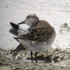 White-rumped Sandpiper, Maayan Zvi, April 2004