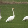 Whooper Swan, Tel Anafa, December 2011