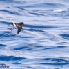 Wilsons Storm-petrel, Gulf of Aqaba, September 2017