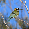 White-throated Bee-eater, Km 20, August 2019