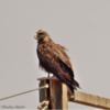 Yellow-billed Kite, Km 19, July 2018