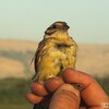 Yellow-breasted Bunting, Hula reflooded area, August 2007