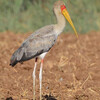 Yellow-billed Stork