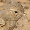 Bar-tailed Lark