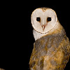 Barn Owl