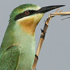 Blue-cheeked Bee-eater