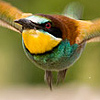 European Bee-eater