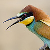 European Bee-eater