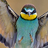 European Bee-eater