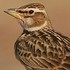 Bimaculated Lark