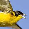Black-headed Bunting