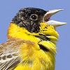 Black-headed Bunting