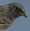 Black Redstart