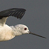 Black-winged Stilt