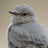 Blackstart