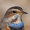 Bluethroat