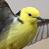 Citrine Wagtail