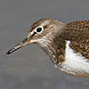 Common Sandpiper