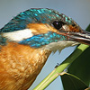 Common Kingfisher