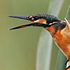 Common Kingfisher