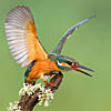 CommonKingfisher