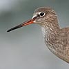 Common Redshank