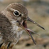 Common Sandpiper
