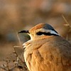 Cream-colored Courser