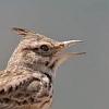 Crested Lark