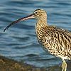 Curlew