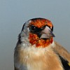 European Goldfinch