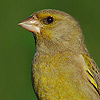 European Greenfinch