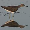 Green Sandpiper