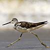 Greenshank