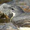 Grey Wagtail